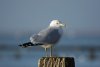 Ring-billed Gull at Westcliff Seafront (Steve Arlow) (44435 bytes)